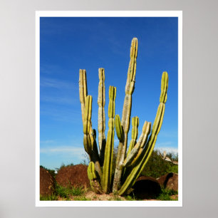 Poster Cactus