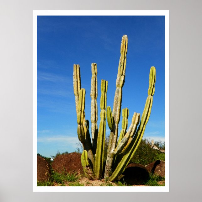 Poster Cactus (Devant)