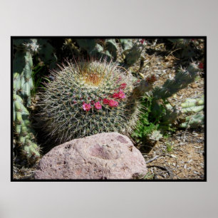 Poster Cactus