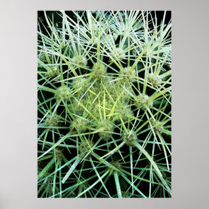 Poster Cactus