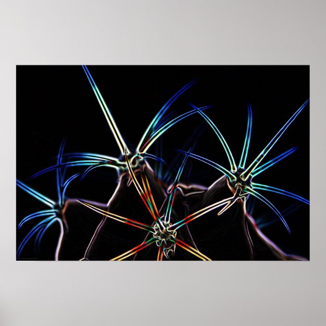 Poster Cactus 1 wapcna (Devant)