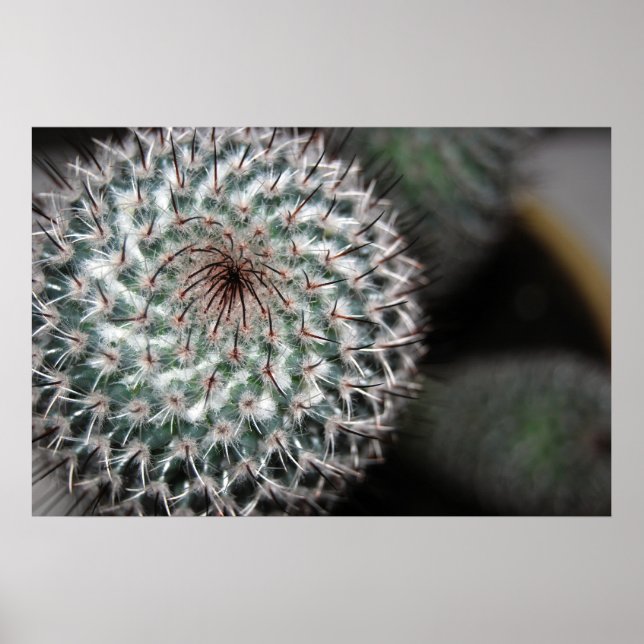 Poster cactus (3) (Devant)