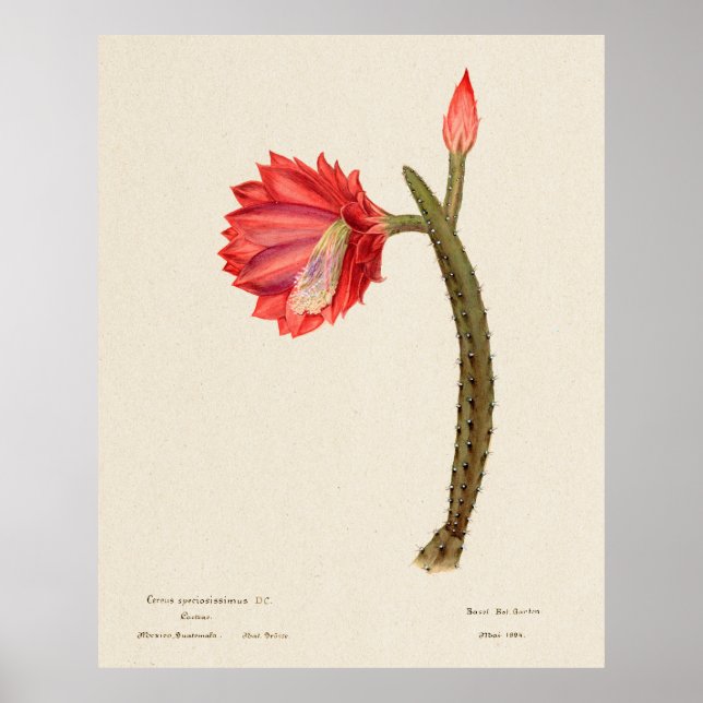 Poster Cactus 4 (Devant)