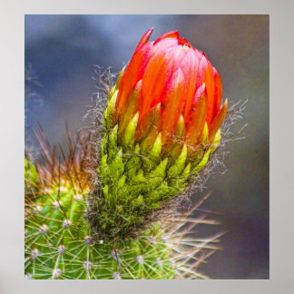 Poster Cactus Bloom