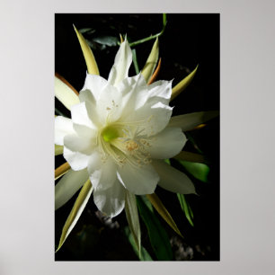 Poster Cactus Bloom