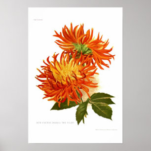 Poster Cactus Dahlia