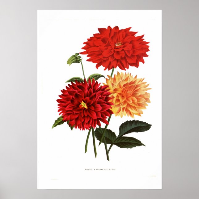 Poster Cactus Dahlias (Devant)
