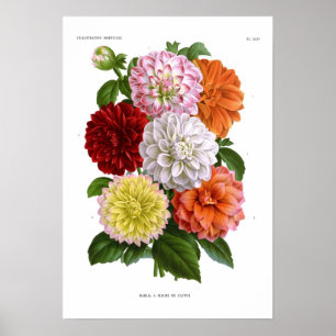 Poster Cactus Dahlias