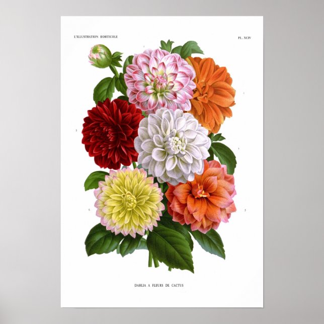 Poster Cactus Dahlias (Devant)