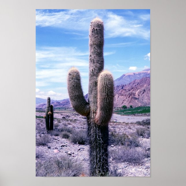 Poster Cactus dans la province de Jujuy - Nord de l'Argen (Devant)