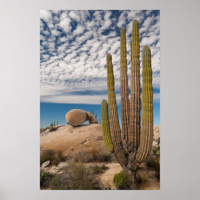 Poster Cactus Dans Le Désert Pittoresque (Devant)