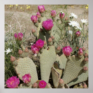 Poster Cactus de Beavertail