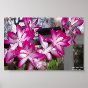 Poster Cactus de Noël