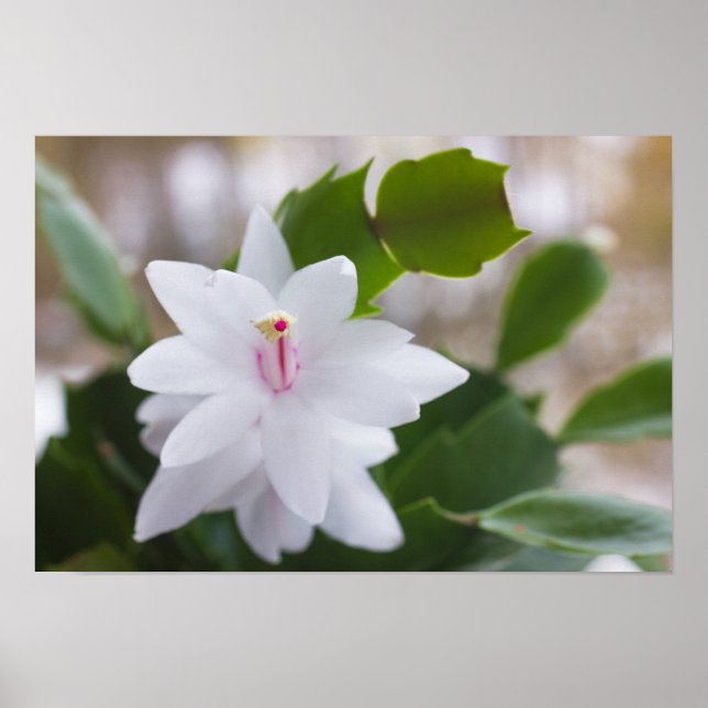 Poster Cactus de Noël blanc Schlumbergera CC0039 Fleur (Devant)