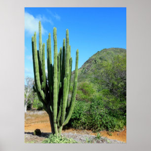 Poster Cactus de tuyau d'organe