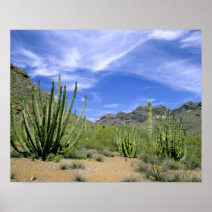 Poster Cactus du désert au Monument national de la Tuyè