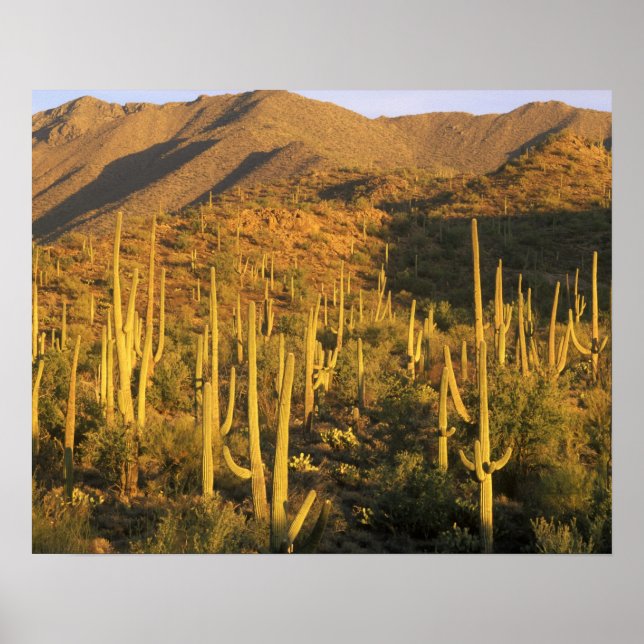 Poster Cactus du Saguaro dans le parc national du Saguaro (Devant)
