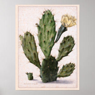 Poster 🌵 cactus en fleurs