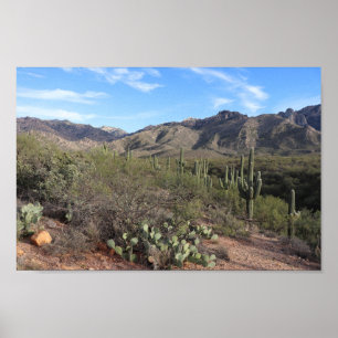 Poster Cactus et Catalina Mountains à Tucson, Arizona