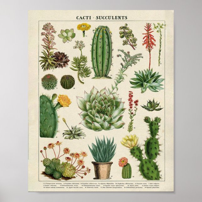 Poster Cactus et succulents (Devant)