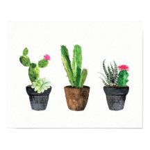 Cactus et trio Succulent deux