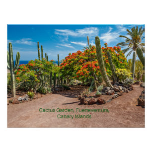 Poster Cactus Garen, Fuerteventura, Îles Canaries,