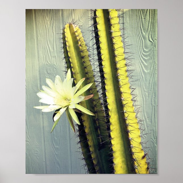 Poster Cactus Plante avec Fleur Photographie Nature Art (Devant)