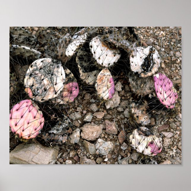 Poster Cactus rose mort (Devant)