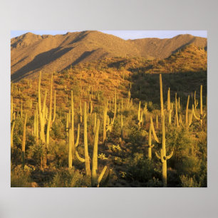 Poster Cactus saguaro dans le parc national de Saguaro pr