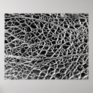 Poster Cactus Skeleton