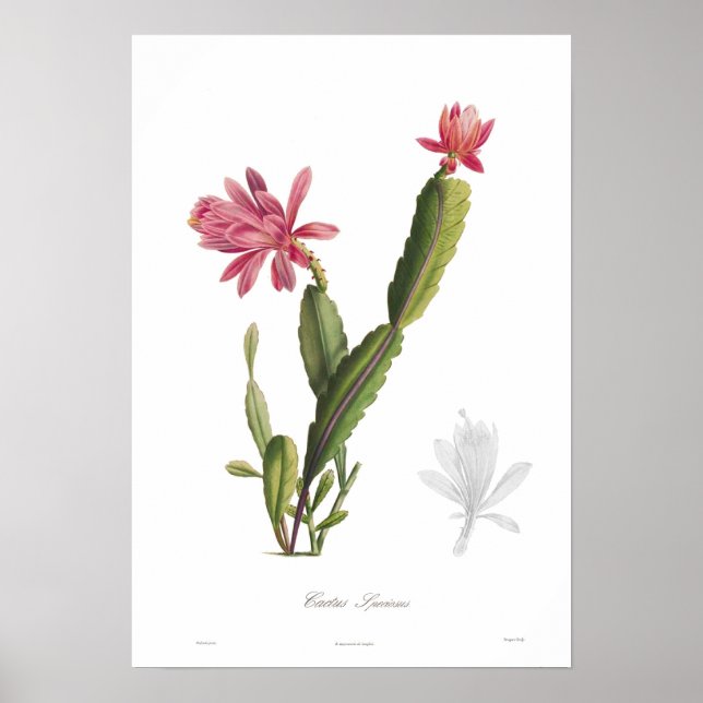 Poster Cactus speciosus (Devant)