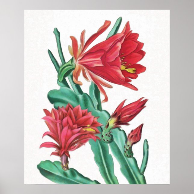 Poster Cactus vert rouge en fleurs (Devant)