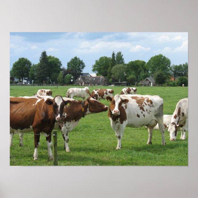 Poster Cadeau de Vaches laitières néerlandaises Im (Devant)