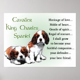 Poster Cadeaux cavaliers d'épagneul du Roi Charles