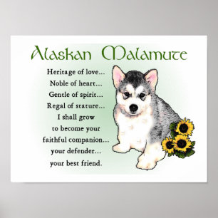 Poster Cadeaux de Malamute d'Alaska