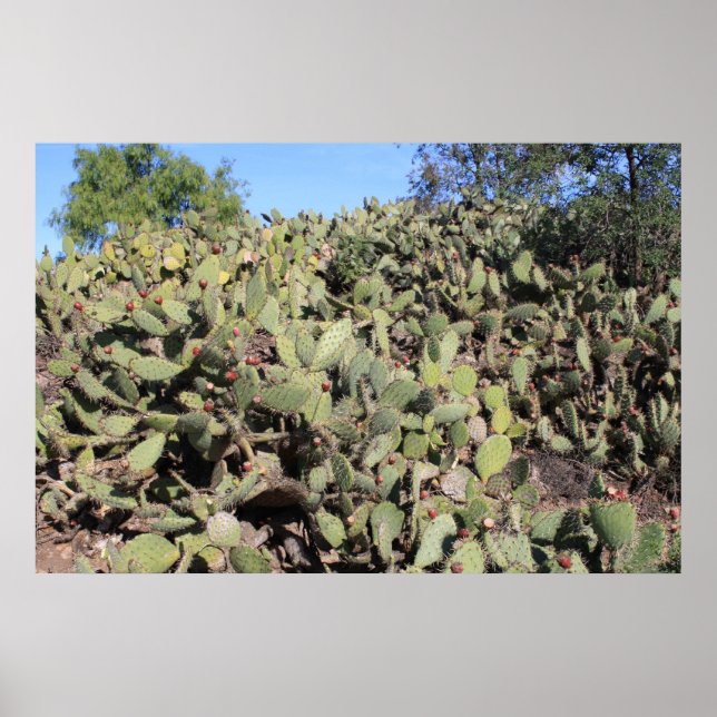 Poster Cadeaux Prickly Pear (Devant)