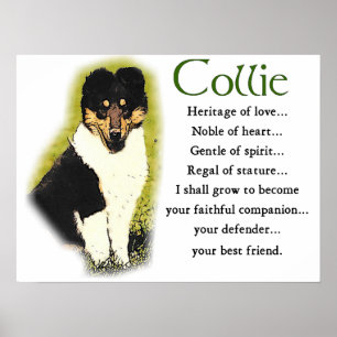 Poster Cadeaux rugueux de colley de tri couleur
