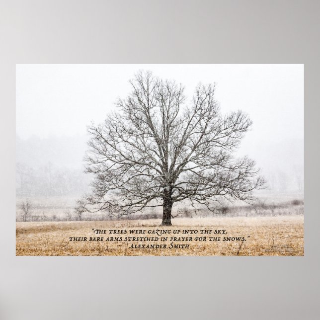 Poster Cades Cove dans la neige (Devant)
