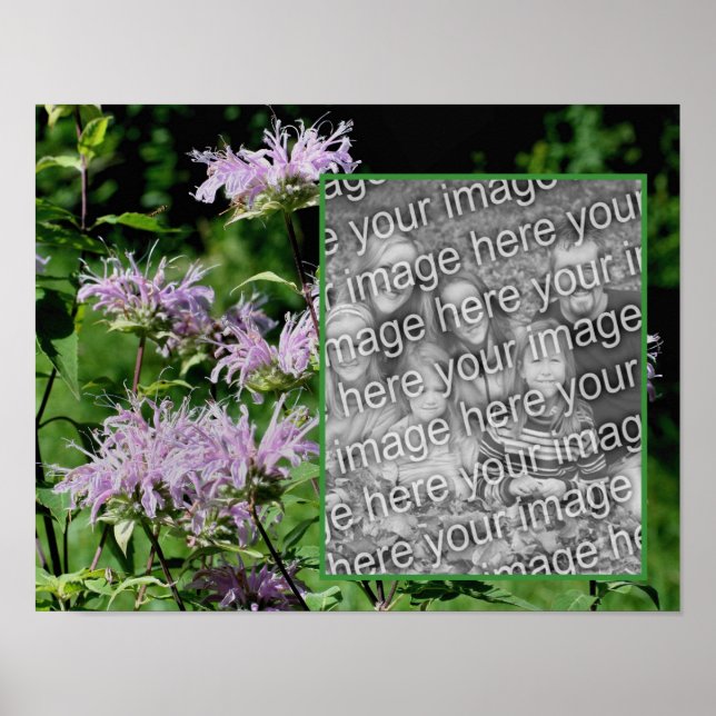 Poster Cadre de baume d'abeille violet sauvage Ajouter vo (Devant)