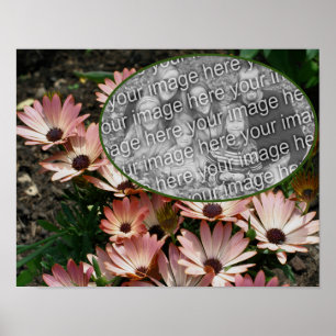 Poster Cadre de marguerite rose africaine Créez votre pro