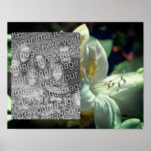 Poster Cadre Fleur Azalea Blanc Ajouter Votre Photo