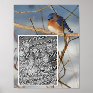Poster Cadres de Bluebird d'hiver Créez votre propre phot