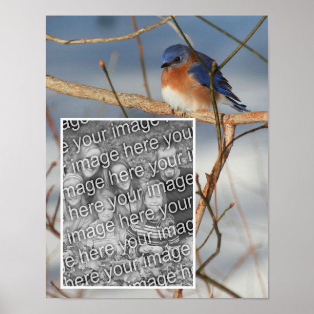 Poster Cadres de Bluebird d'hiver Créez votre propre phot (Devant)