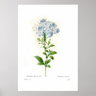 Poster Caerulea de plumbago