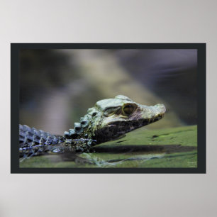 Poster Caiman sud-américain