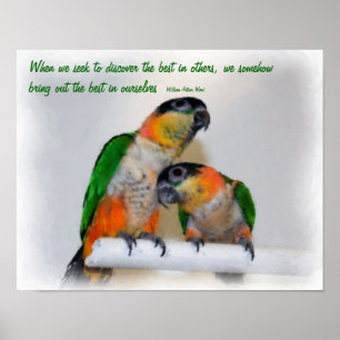 Poster Caique Parrots Inspiration Citation