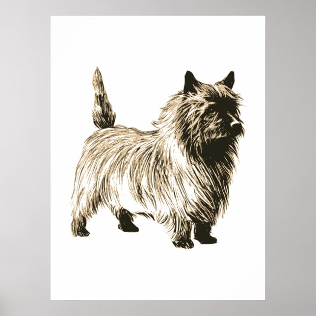 Poster Cairn Terrier (Devant)