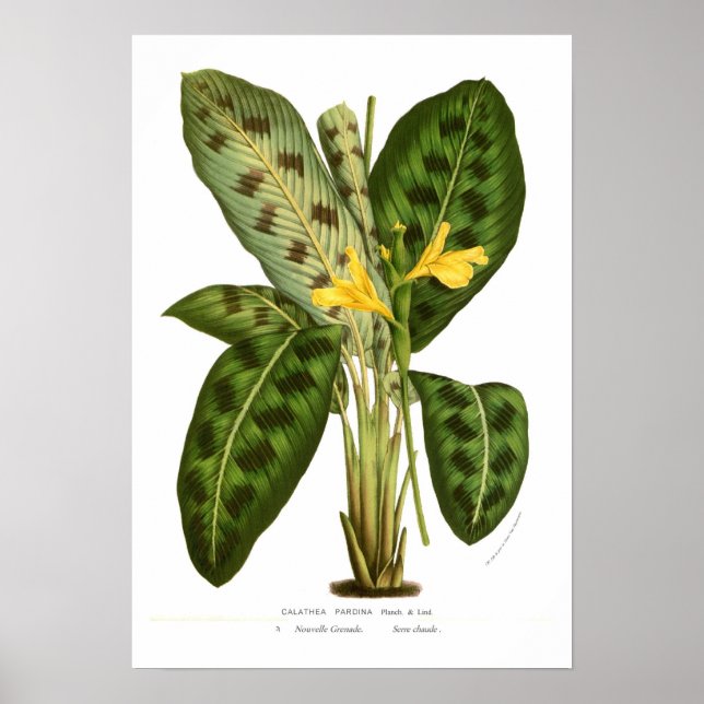 Poster Calathea pardina (Devant)