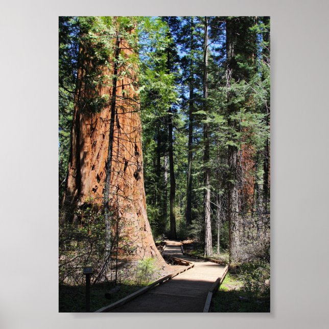 Poster Calaveras Big Trees (Devant)