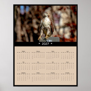 Poster Calendrier mural 2027 Buse à queue rousse Faucon p